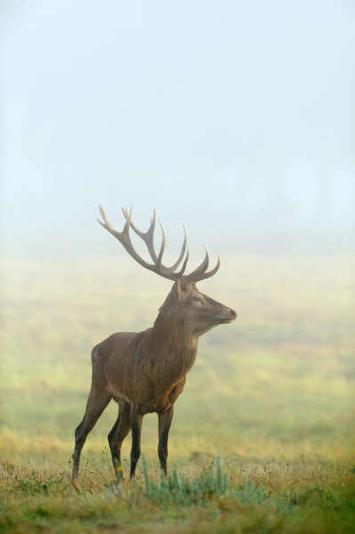 Stage photo animalière brame du cerf avec Amar Guillen, Photogr