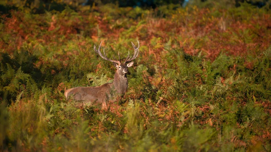 Stage photo animalière brame du cerf avec Amar Guillen, Photogr