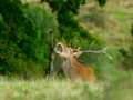 Stages photo animalière en Charente-Maritime avec Amar Guillen,