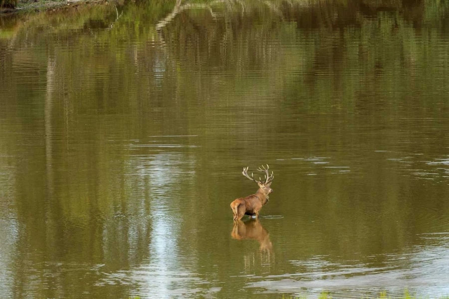 Stages photo animalière en Charente-Maritime avec Amar Guillen,