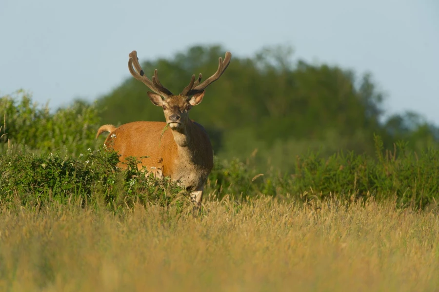 Stages photo animalière en Charente-Maritime avec Amar Guillen,
