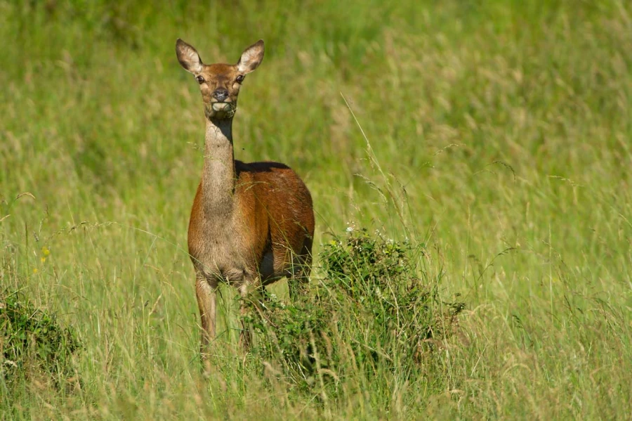 Stages photo animalière en Charente-Maritime avec Amar Guillen,