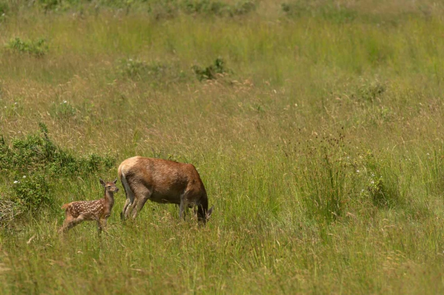 Stages photo animalière en Charente-Maritime avec Amar Guillen,