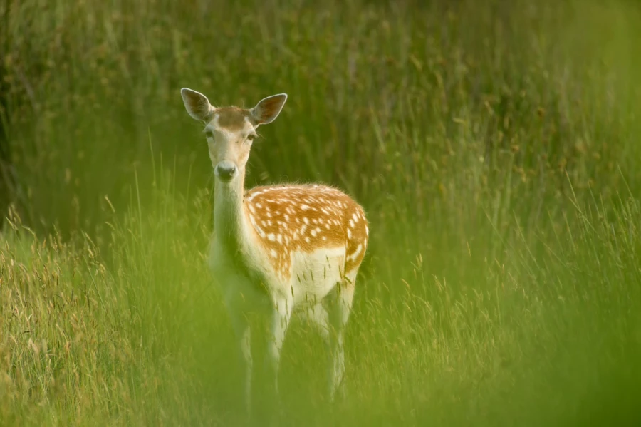 Stages photo animalière en Charente-Maritime avec Amar Guillen,
