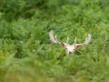 Stages photo animalière en Charente-Maritime avec Amar Guillen,