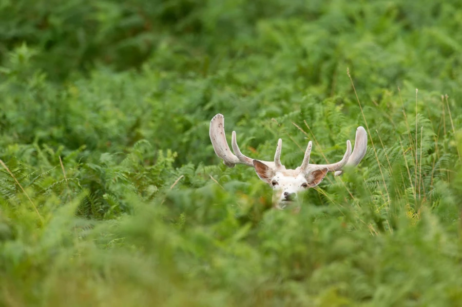 Stages photo animalière en Charente-Maritime avec Amar Guillen,