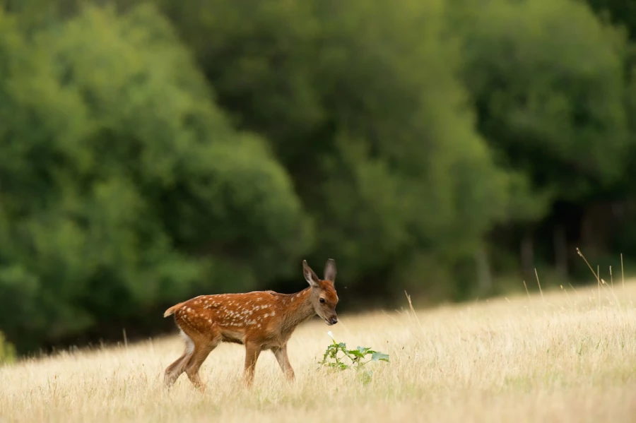Stages photo animalière en Charente-Maritime avec Amar Guillen,