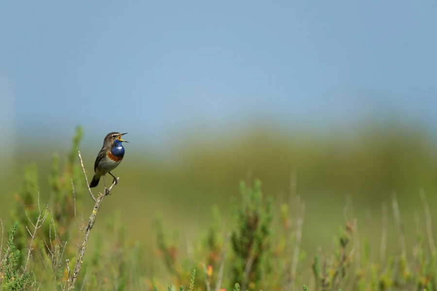 Stages photo animalière en Charente-Maritime avec Amar Guillen,