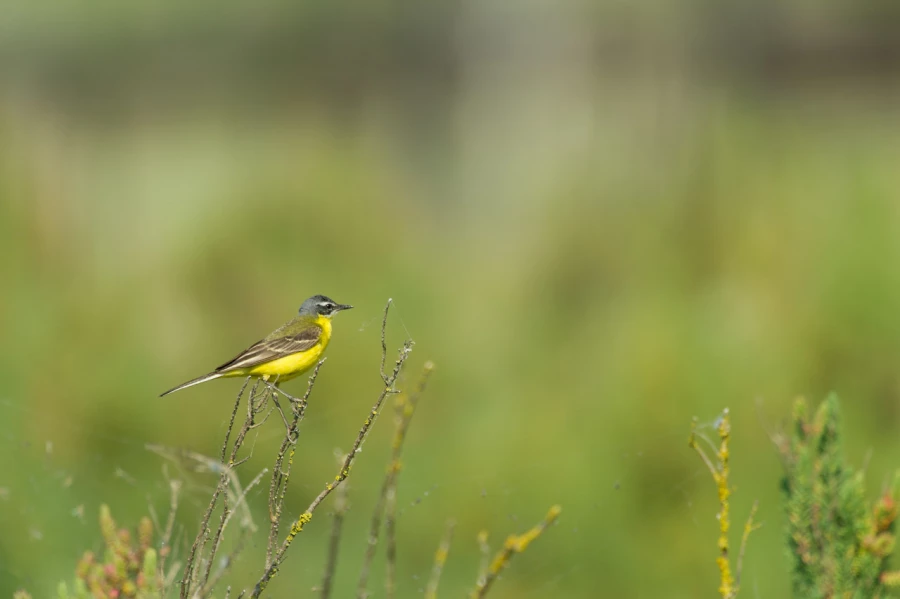 Stages photo animalière en Charente-Maritime avec Amar Guillen,