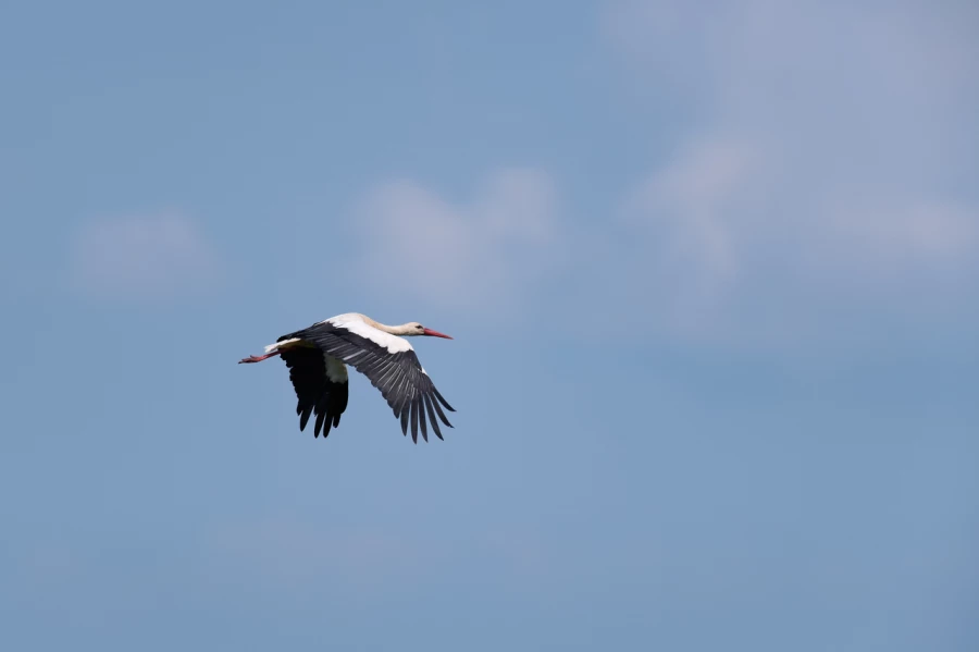 Stages photo animalière en Charente-Maritime avec Amar Guillen,