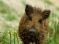 Stages photo animalière en Charente-Maritime avec Amar Guillen,