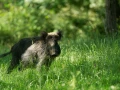 Stages photo animalière en Charente-Maritime avec Amar Guillen,