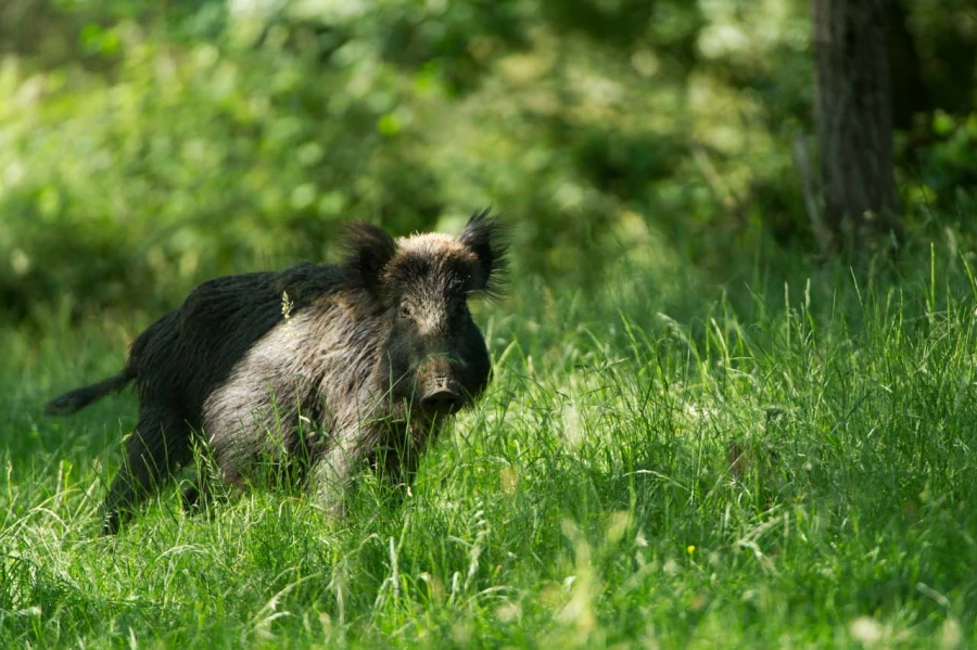 Stages photo animalière en Charente-Maritime avec Amar Guillen,