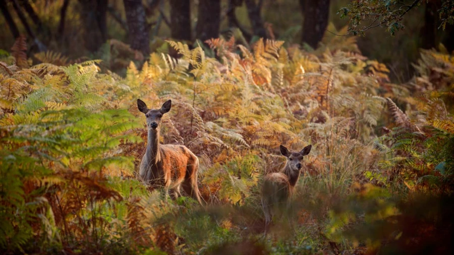 Stage photo animalière brame du cerf avec Amar Guillen, Photogr