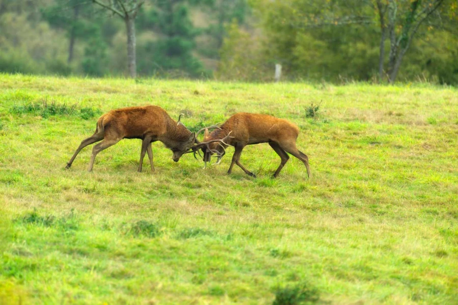 Stage photo animalière brame du cerf avec Amar Guillen, Photogr