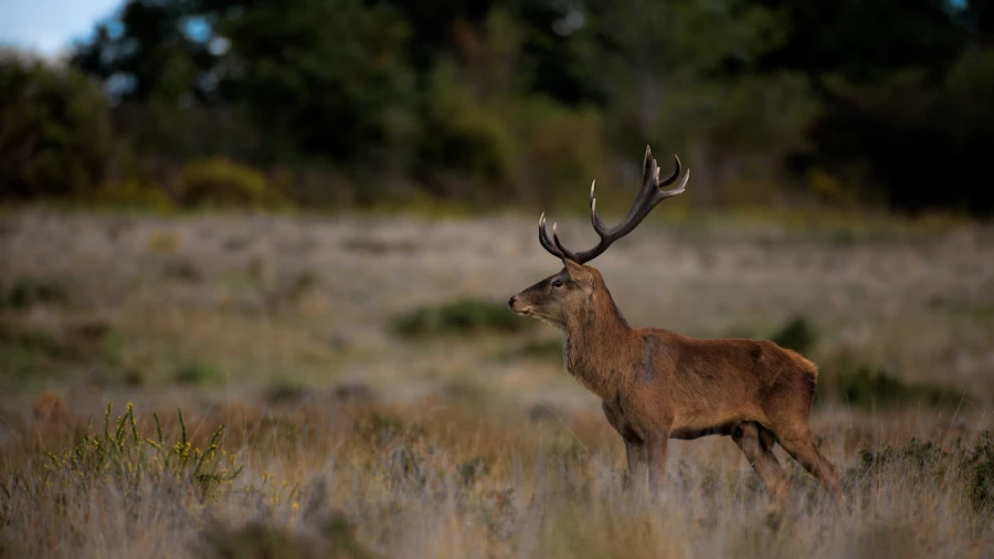 Stage photo animalière brame du cerf avec Amar Guillen, Photogr