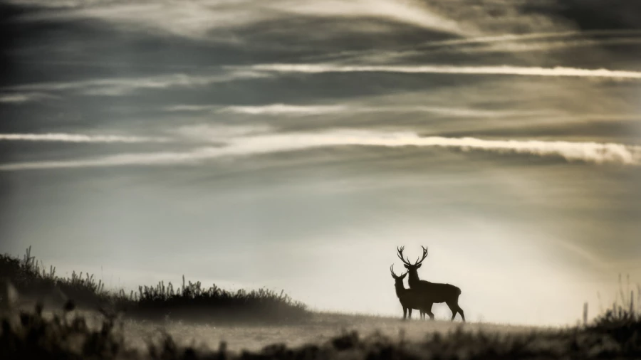 Stage photo animalière brame du cerf avec Amar Guillen, Photogr