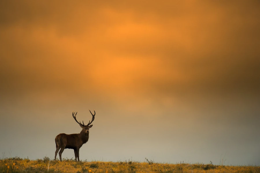 Stage photo animalière brame du cerf avec Amar Guillen, Photogr