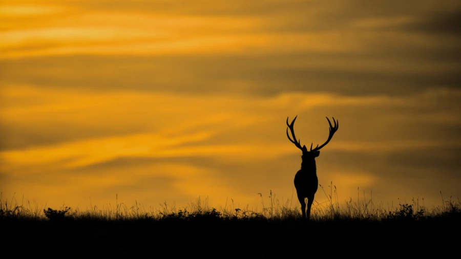 Stage photo animalière brame du cerf avec Amar Guillen, Photogr