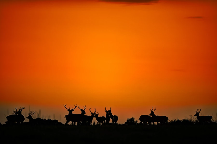 Stage photo animalière brame du cerf avec Amar Guillen, Photogr