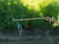 Photos des stagiaires pendant des stages de photo animalière av