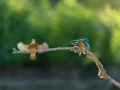 Photos des stagiaires pendant des stages de photo animalière av