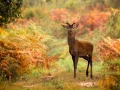 Photos des stagiaires pendant des stages de photo animalière av