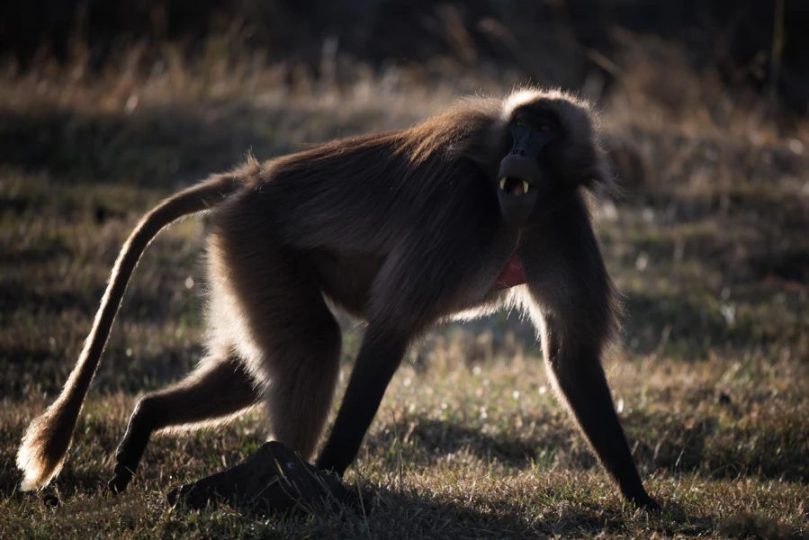 Photos des stagiaires pendant des stages de photo animalière av