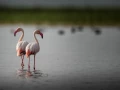 Photos des stagiaires pendant des stages de photo animalière av