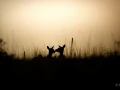 Photos des stagiaires pendant des stages de photo animalière av
