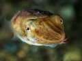 Photos des stagiaires pendant des stages de photo sous-marine av