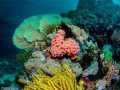 Photos des stagiaires pendant des stages de photo sous-marine av