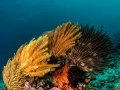 Photos des stagiaires pendant des stages de photo sous-marine av