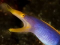 Photos des stagiaires pendant des stages de photo sous-marine av