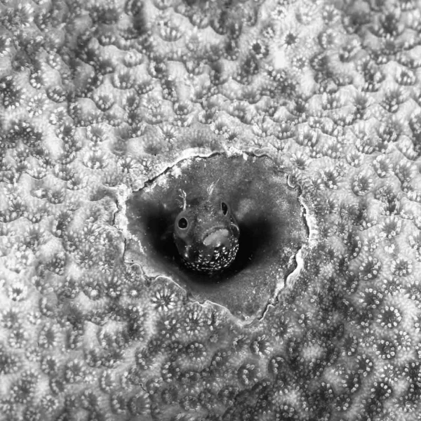 Regard de poisson par Amar Guillen, Artiste photographe.