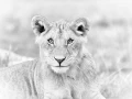 Regard de mammifères en noir et blanc par Amar Guillen, Artiste