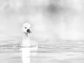 Regard d'oiseaux par Amar Guillen, Artiste photographe.