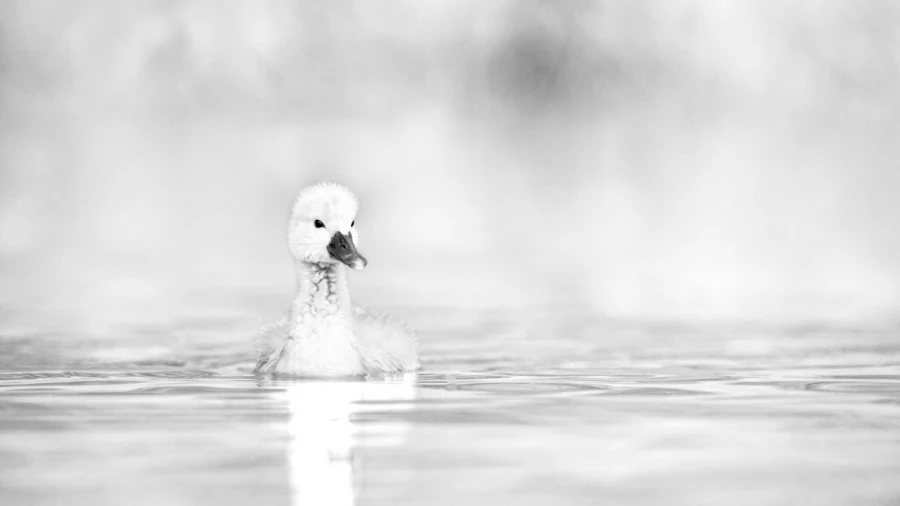 Regard d'oiseaux par Amar Guillen, Artiste photographe.