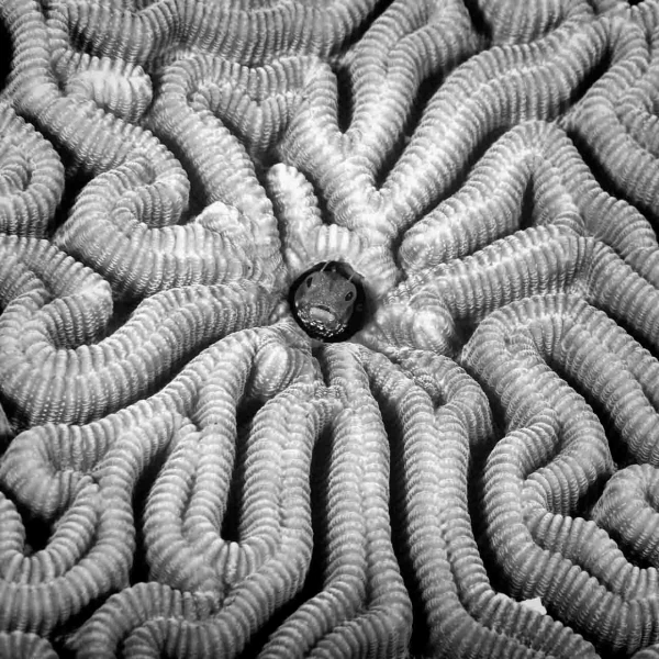 Regard de poisson par Amar Guillen, Artiste photographe.
