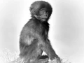 Regard de mammifères en noir et blanc par Amar Guillen, Artiste