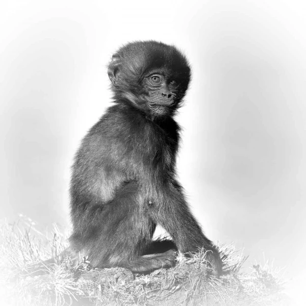 Regard de mammifères en noir et blanc par Amar Guillen, Artiste