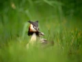 Regard d'oiseaux par Amar Guillen, Artiste photographe.