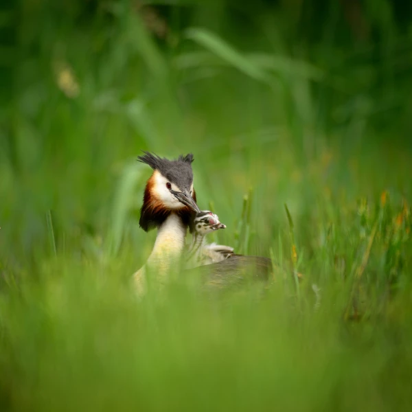 Regard d'oiseaux par Amar Guillen, Artiste photographe.