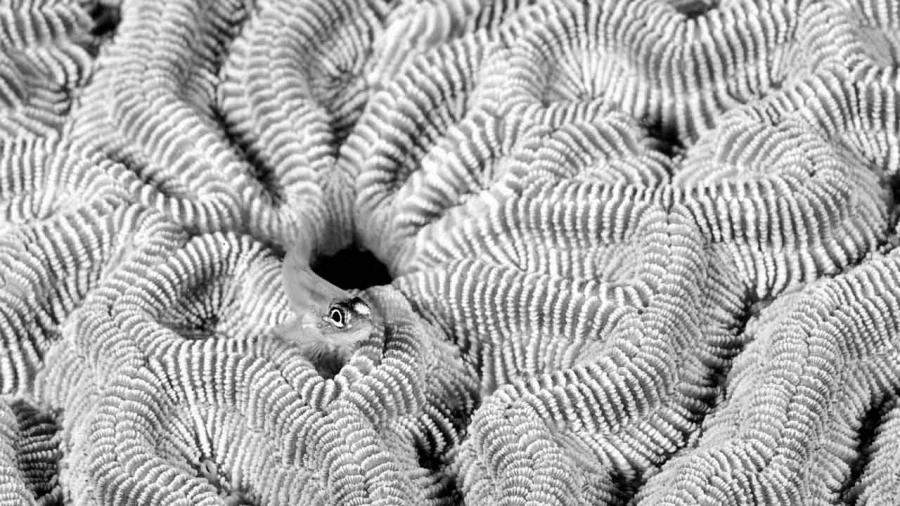 Regard de poisson par Amar Guillen, Artiste photographe.