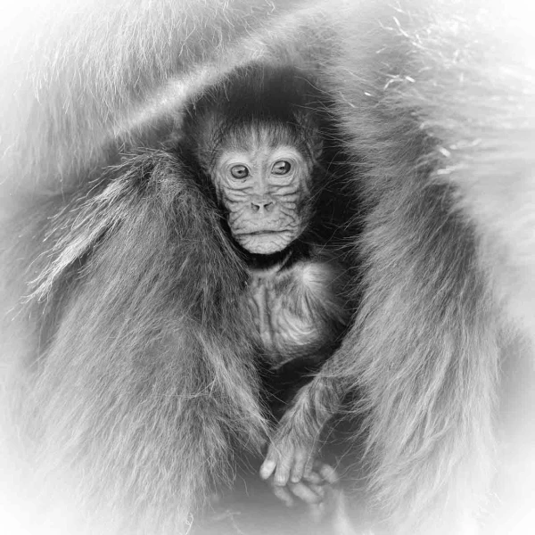 Regard de mammifères en noir et blanc par Amar Guillen, Artiste