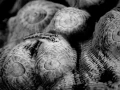 Regard de poisson par Amar Guillen, Artiste photographe.