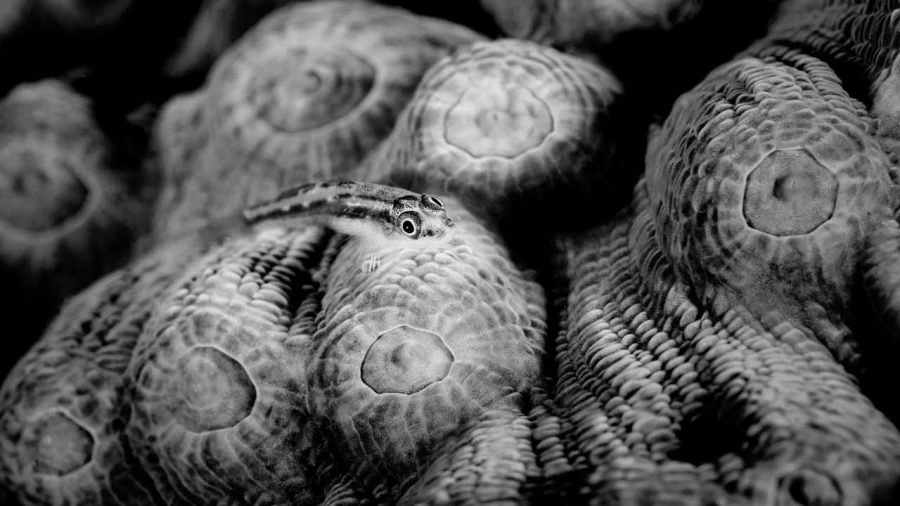 Regard de poisson par Amar Guillen, Artiste photographe.