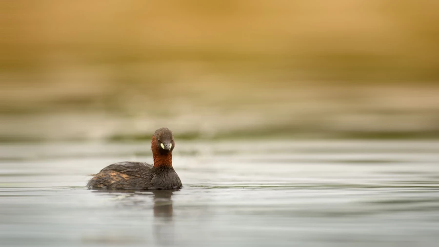 Regard d'oiseaux par Amar Guillen, Artiste photographe.