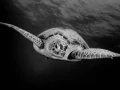 Regard de poisson par Amar Guillen, Artiste photographe.