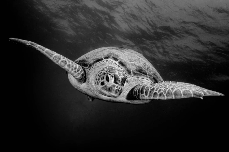 Regard de poisson par Amar Guillen, Artiste photographe.